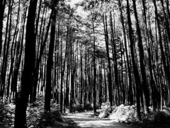Black And White Forest Wallpaper HD Pretty