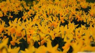 Daffs In Oakland Wallpaper