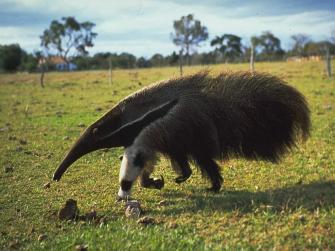 My Wallpaper Home Anteater Background