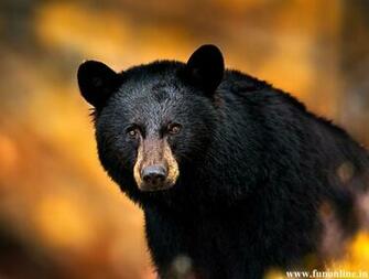 Black Bear Wallpaper American Bears HD