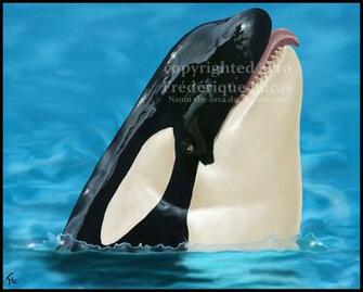 Shamu Portrait By Namu The Orca