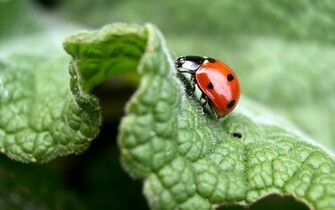 Ladybug Wallpaper