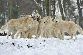 Wolf Pack Wallpaper Desktop Background For Widescreen