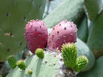 Cactus Wallpaper Desktop HD