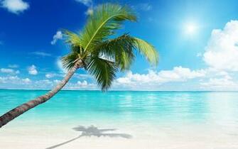 Palm Tree Beach 4k HD Desktop Wallpaper For Ultra Tv