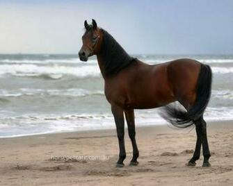Arabian Horse Wallpaper