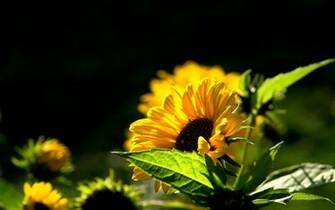 Yellow Flower Wallpaper HD