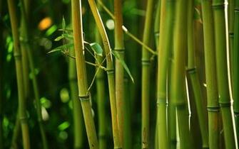 Bamboo Wallpaper For Walls Grasscloth
