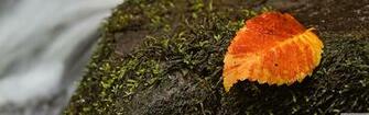 Wet Leaf And Moss 4k HD Desktop Wallpaper For Ultra Tv