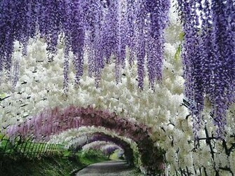 Wisteria Flower Wallpaper