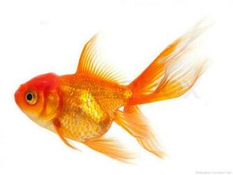 Goldfish Wallpaper