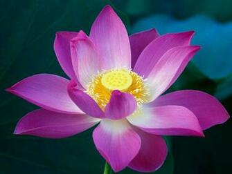 Beautiful Water Lily Flowers Graphy Desktop Wallpaper