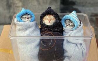Funny Cute Cats Background Wallpaper
