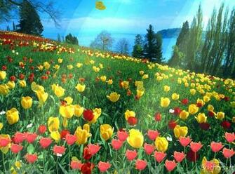 Flower Dawn Screensaver