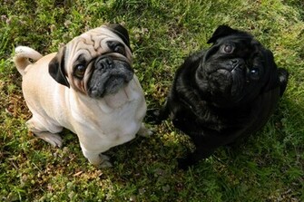File Fawn Pug And Black Jpg