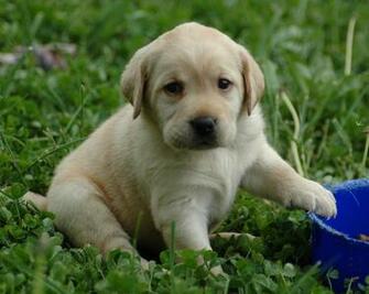 Puppy Lab HD Wallpaper Image At Clker Vector Clip Art