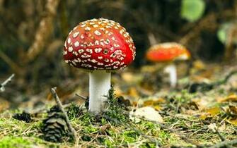 Mushroom Wallpaper Nature Cool HD Desktop 4k
