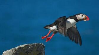 Puffin Flying Wallpaper