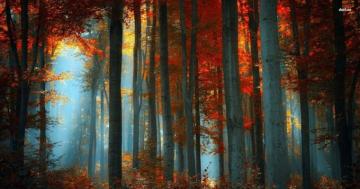 Fall Desktop Wallpaper Enjpg