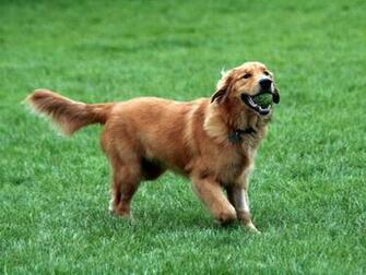 Golden Retriever Pictures And Information Dog Breed Small