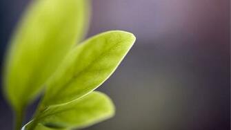 Leaves Macro HD Wallpaper