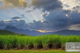 Sugar Cane Paddock With Mount Stock Photo