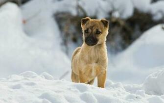 Category Nature HD Wallpaper Subcategory Snow