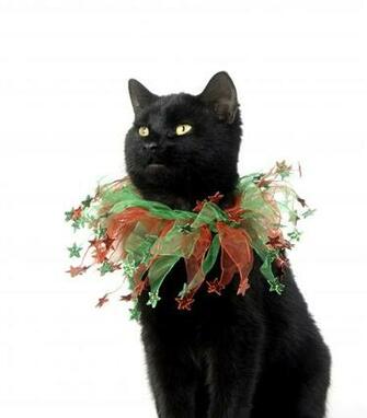 Holiday Cat Collars Slideshow