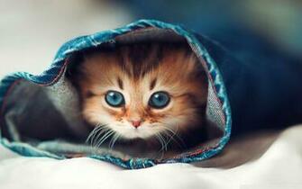 Wallpaper Cat Hqih 1080p HD Upload At February By