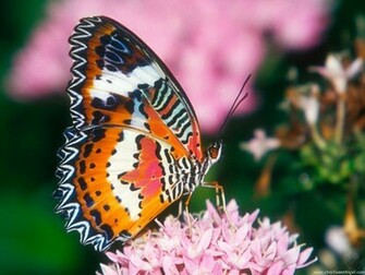 Beautiful Butterflies Wallpaper Only Sweet Angel