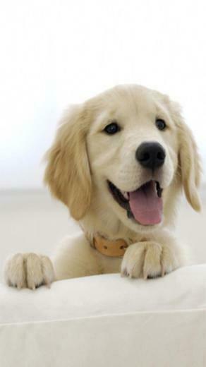 HD Very Cute Puppy iPhone Wallpaper And Background