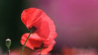 Wonderful Pink Poppy Flowers Wallpaper X