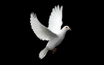 Dove Computer Wallpaper Desktop Background