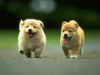 Gambar Anjing Lucu Menggemaskan Terbaru HD Wallpaper