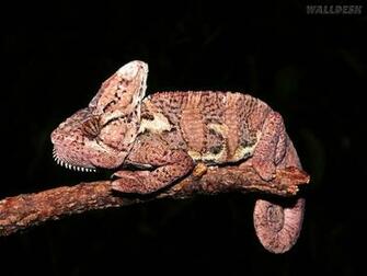 Papel De Parede Branch Walking Veiled Chameleon Fotos Gr Tis Para