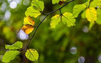 iPhone 5s With Camera For Blurred Background In Portraits