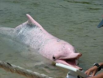 Pink Dolphin Wallpaper All Resolutions