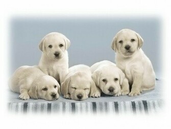 Cool Dog Wallpaper Dogs