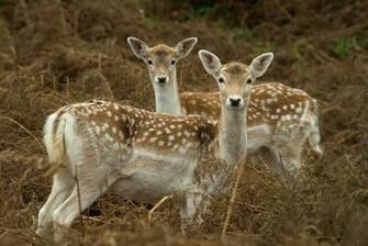 Beautiful Wallpaper Deer