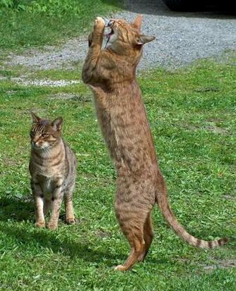 Playing Ocicat Cats Photo And Wallpaper Beautiful
