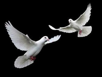 Doves Wallpaper