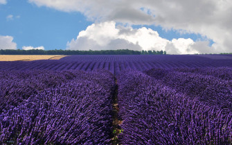 Lavender Desktop Wallpaper