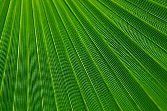 Palm Leaf Texture Stock Photo HD Public Domain Pictures