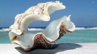Shell Wallpaper Photography