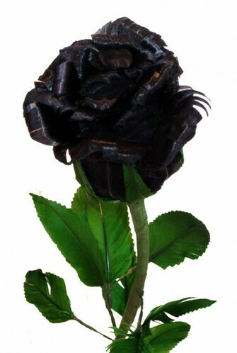 Yellow Color Wallpaper Black Rose Flowers