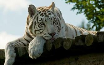 White Tiger Wallpaper Tigers Picture Bengal