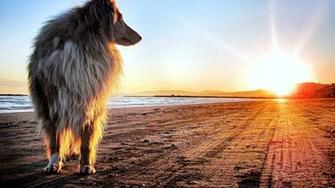 Dog Beach Landscape Beautiful Wallpaper HD