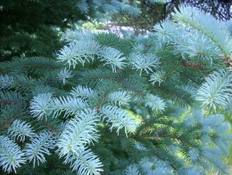 White Pine Trees Desktop Wallpaper