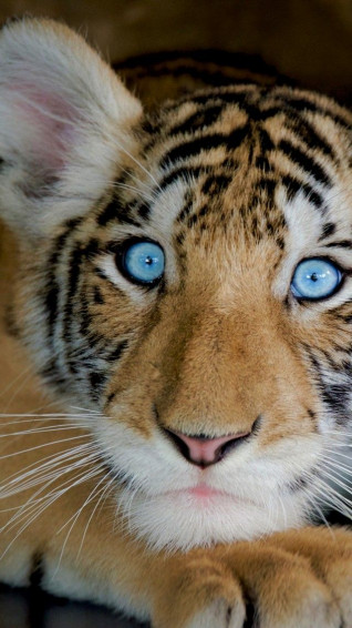 Wallpaper Tiger Funny Animals 4k
