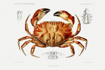 Dungeness Crab Illustration From R Sultats Wallpaper